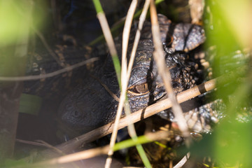 Wild baby alligators staying warm in the sun in Everglades National Park along the Shark Valley Trail (Florida).