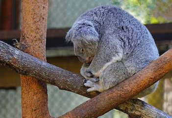 A koala on a eucalyptus gum tree in Australia