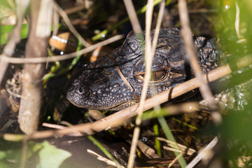 Wild baby alligators staying warm in the sun in Everglades National Park along the Shark Valley Trail (Florida).