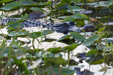 A wild alligator swimming in the waters of Everglades National Park (Florida).