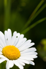 Obraz premium chamomile sunny photo