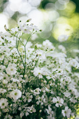Little white flowers of Gypsophila on a green and yellow bokeh background, sunny day. Bunch of flowers