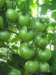 Tomato twigs. Tomatoes are a group of tomatoes.