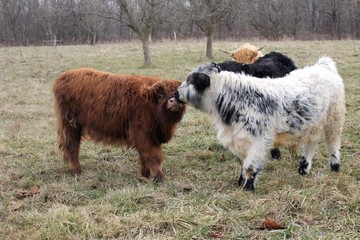 highland calf in field