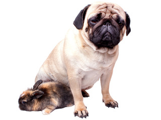 Obraz premium Very sad pug and rabbit isolated on white background