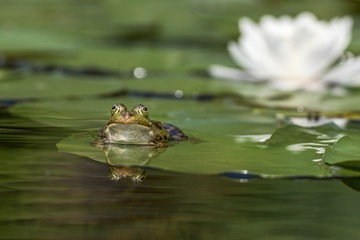 Frosch im Teich