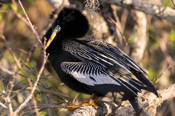 A wild anhinga drying itself in the sun in Everglades National Park (Florida).