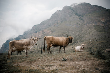 milck cow with grazing on Switzerland Alpine mountains green grass pasture over blue sky