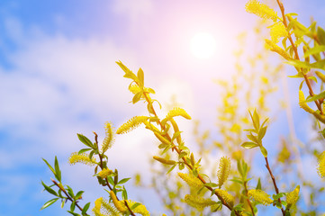 Obraz premium Willow twigs and sun on sky background. Easter and spring concept.