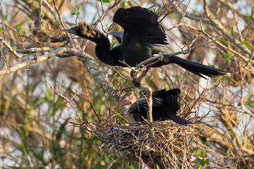A wild anhinga feeding its babies in the nest along the Anhinga Trail in Everglades National Park (Florida).