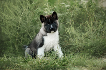 black japanese akita. Dog is standing on the forest . Sunny day. summer