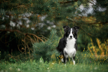 Cute black and white border collie stay in forest under tree