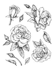 Botanical graphic illustration of flower elements. Handmade pen and ink