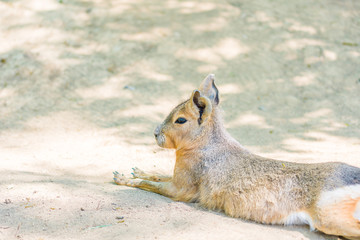 Mara animal (latin name Dolichotis patagonum) on the dirt ground. Photo of rodent wildlife animal