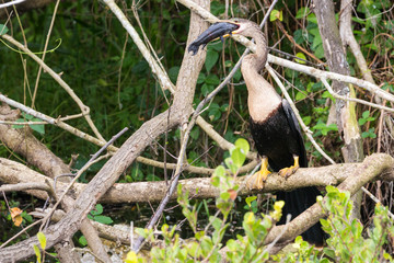 A wild anhinga eating a freshly caught armored catfish in Everglades National Park (Florida).