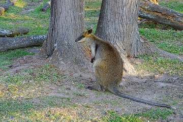 Australian wallaby kangaroo at a park in Brisbane