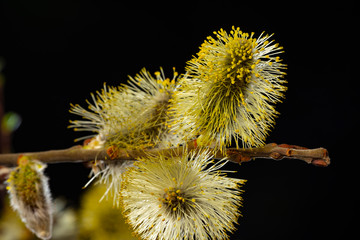 Salix caprea, goat willow, pussy willow, great sallow, close up