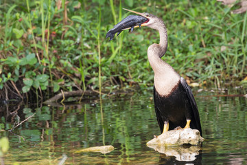 A wild anhinga eating a freshly caught armored catfish in Everglades National Park (Florida).