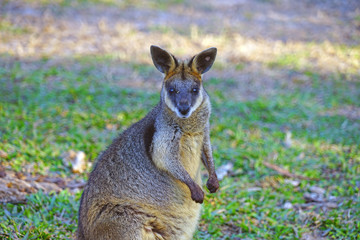 Australian wallaby kangaroo at a park in Brisbane