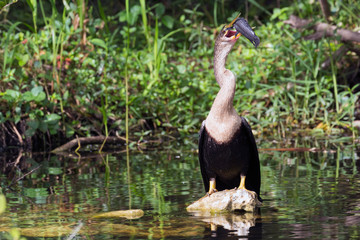A wild anhinga eating a freshly caught armored catfish in Everglades National Park (Florida).