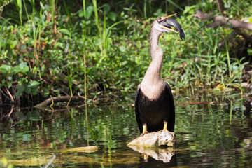 A wild anhinga eating a freshly caught armored catfish in Everglades National Park (Florida).