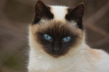 primo piano di gatto siamese domestico con occhi azzurri