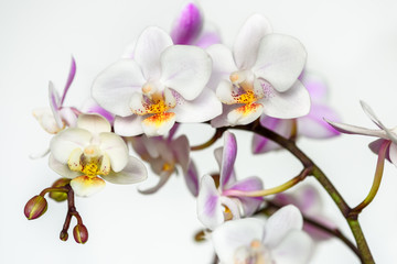 Beautiful orchid flower on white background.