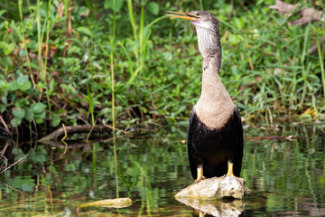 A wild anhinga eating a freshly caught armored catfish in Everglades National Park (Florida).