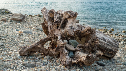 Angeschwemmtes Treibgut, Baumstamm, Holz mit Löchern durchzogen am Strand von Gravedona, Comer See
