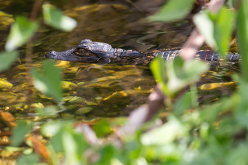 Wild baby alligators staying warm in the sun in Everglades National Park along the Shark Valley Trail (Florida).