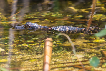 Wild baby alligators staying warm in the sun in Everglades National Park along the Shark Valley Trail (Florida).