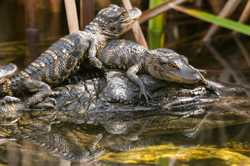 Wild baby alligators staying warm in the sun in Everglades National Park along the Shark Valley Trail (Florida).