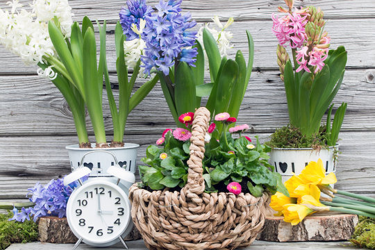 Zeitumstellung Sommerzeit mit Uhr und Hyazinthen