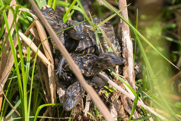 Wild baby alligators staying warm in the sun in Everglades National Park along the Shark Valley Trail (Florida).