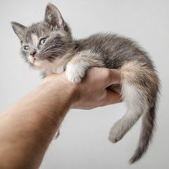 Small, cute kitten lies on a strong male hand and sleepily looks forward, on a white background.