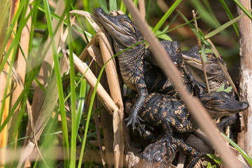 Wild baby alligators staying warm in the sun in Everglades National Park along the Shark Valley Trail (Florida).
