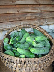 homemade cucumber cultivation and harvest. selective focus.