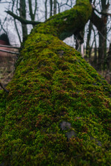 Fallen Tree in the forest at the rainy day. A moss on fallen tree.