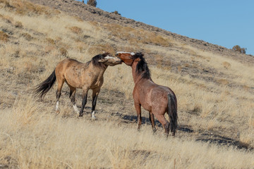 Wild Horses in Utah in Winter