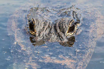 A wild alligator swimming in the waters of Everglades National Park (Florida).