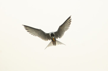 Sterna Fraticello (Sterna albifrons) in volo librato su sfondo bianco