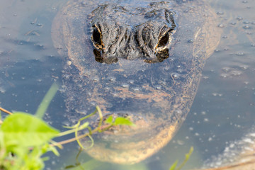 A wild alligator swimming in the waters of Everglades National Park (Florida).