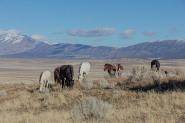 Wild Horses in Utah in Winter