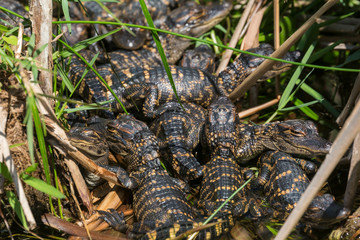 Wild baby alligators staying warm in the sun in Everglades National Park along the Shark Valley Trail (Florida).