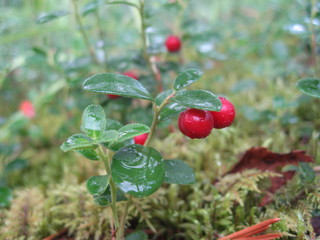 A cowberry with dew on its ripe fruits, forest.