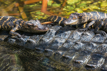 Wild baby alligators staying warm in the sun in Everglades National Park along the Shark Valley Trail (Florida).