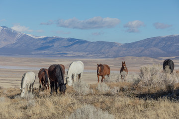 Wild Horses in Utah in Winter