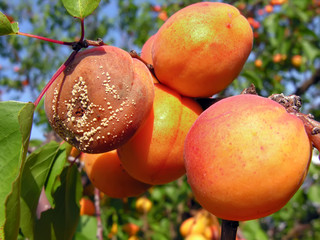fruit rot on ripe apricots