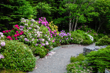 Beautiful shrub bed with azaleas and rhododendrons.