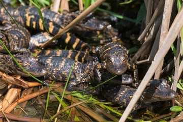 Wild baby alligators staying warm in the sun in Everglades National Park along the Shark Valley Trail (Florida).